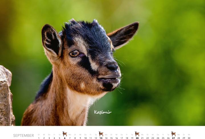 Produktbild Kalender Zwergziegen 2026 (Spezial)