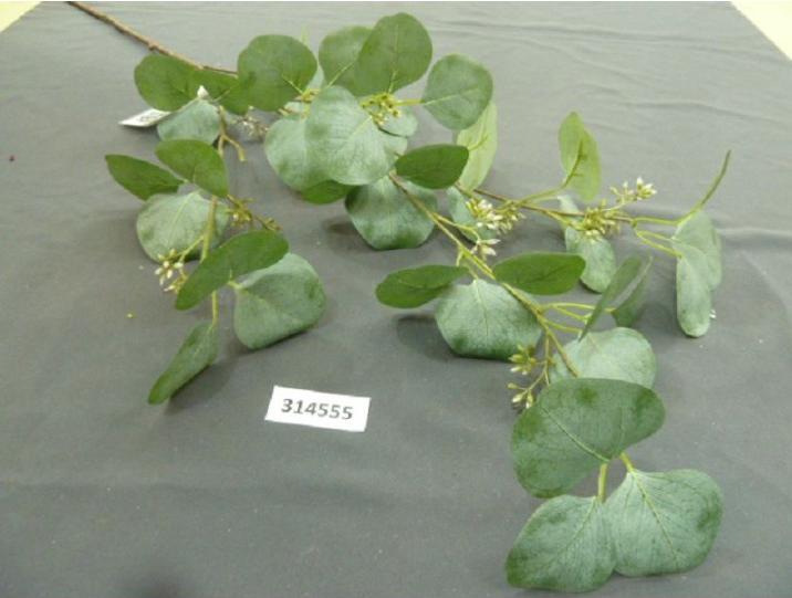 Immagine prodotto Bludeko Eukalyptuszweig grau 108cm (1)