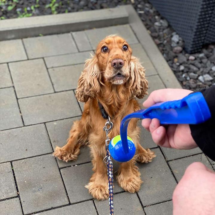 Immagine prodotto Intirilife Bastone lanciapalle per cani (Palla giocattolo per cani)