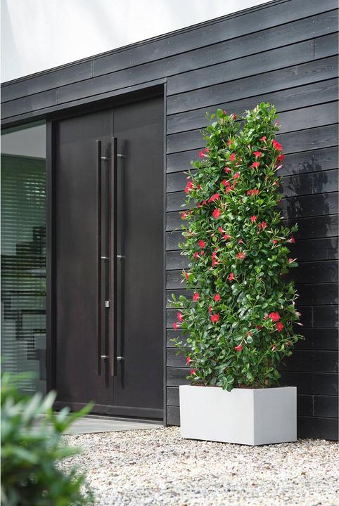 Produktbild Elho Vivo Next Lang (600 cm)