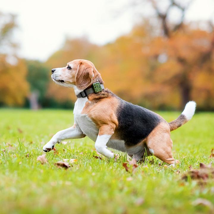 Image du produit Tractive Traqueur GPS pour animaux de compagnie (Chien)