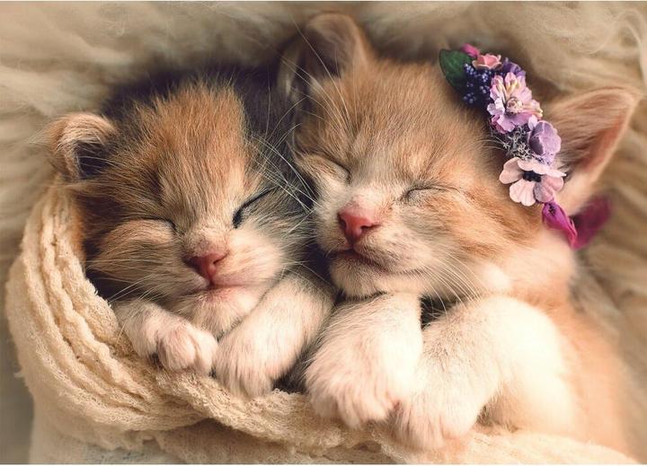 Immagine prodotto Trefl 500 TBSP. Dormire k ittens (500 pezzi)