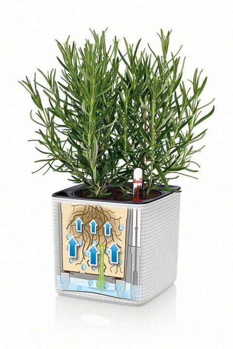 Actual product image Lechuza Cube Color (17 cm)