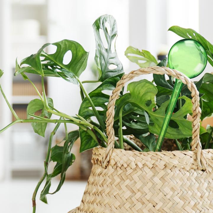 Actual product image Relaxdays 6x Bewässerungskugel (Irrigation balls)
