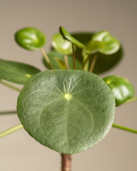 Actual product image feey Ufopflanze Bäumchen (30 cm, Freshly repotted, Animal friendly)