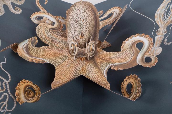 Produktbild Wunderwesen aus der Tiefe. Ernst Haeckel (Deutsch, Ernst Haeckel, 2015)