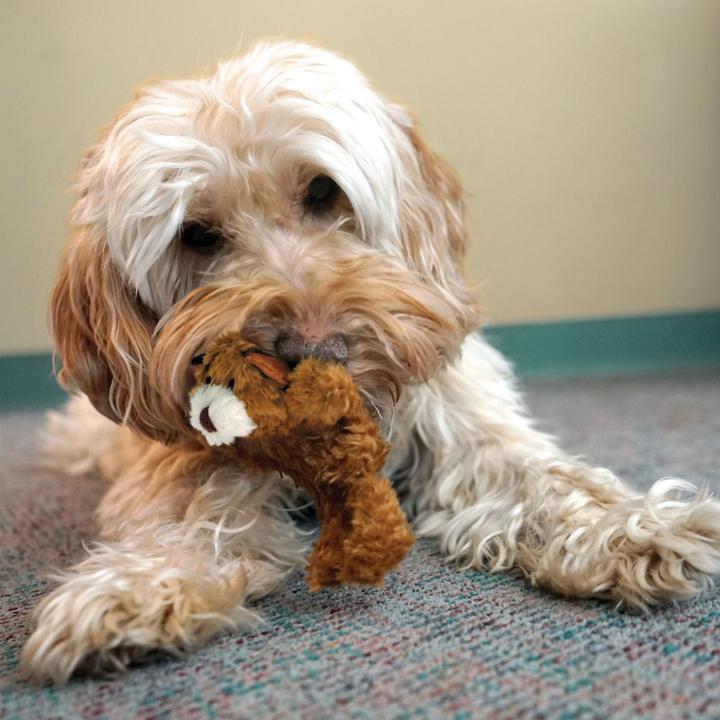 Productafbeelding KONG Teddybeer