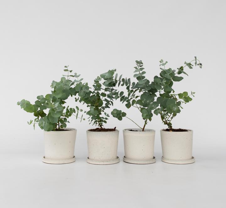 Actual product image Plant in a Box Eucalyptus Pulverulenta - 4er Set Silberblättriger Eukalyptus (25 cm)