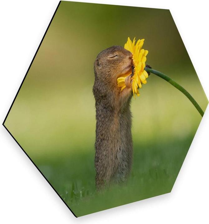 Immagine prodotto Trenddeko van Duijn - Gopher odora di fiori (35 x 30 cm)