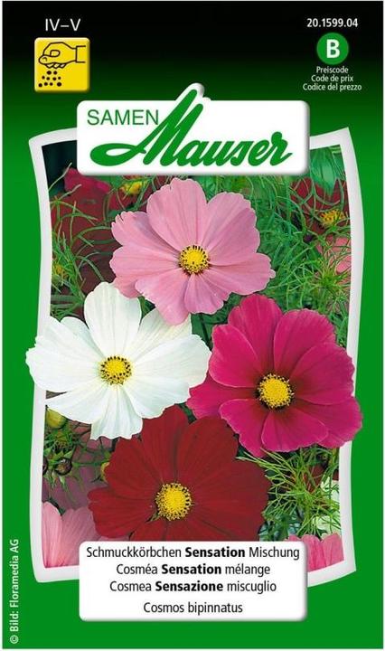 Image du produit Samen Mauser Sensation de panier à bijoux, mélange (Graines de plantes)