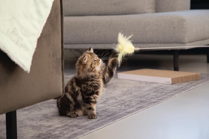 Immagine prodotto Beeztees Orry (Canna da gioco per gatti)