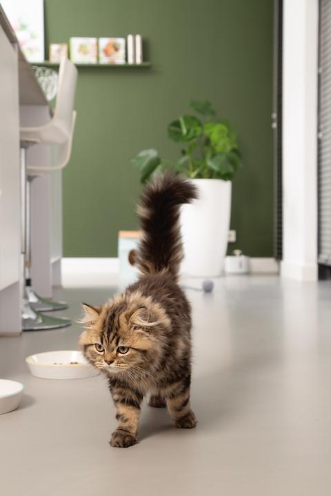 Produktbild Beeztees Zina