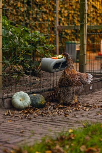 Actual product image Beeztees Chicken Feeder, Grey