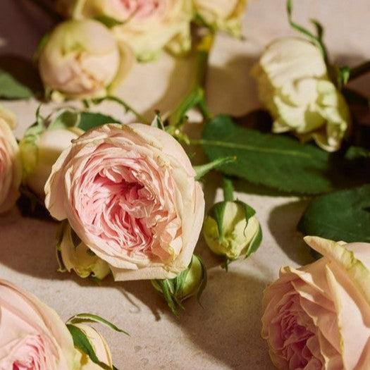 Actual product image The Body Shop Full Rose Eau de Parfum (Eau de parfum, 75 ml)