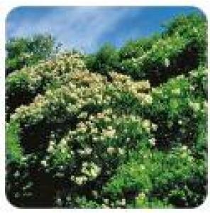 Produktbild Pranarom Teebaum Bio