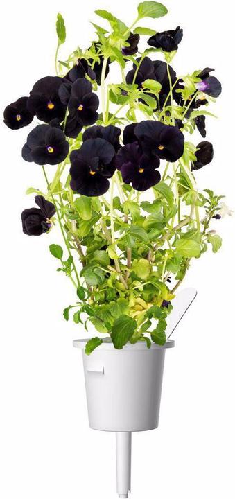 Produktbild Click and Grow Schwarzes Stiefmütterchen Pflanzenpads (Blumensamen)