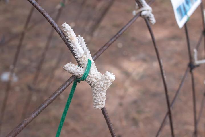 Produktbild Velleman NYLON-KABELBINDER-SET - 4.8 mm x 300 mm - GRÜN (100-tlg.) (300 mm, 100 Stk.)