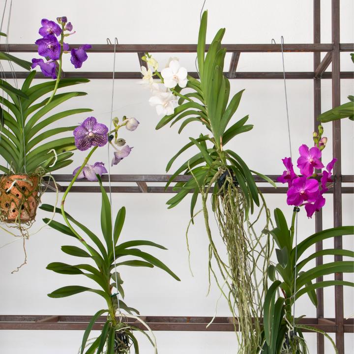 Produktbild Plant in a Box Vanda 'Tayanee Cerise' - Orchidee (65 cm)