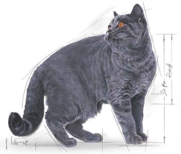 Produktbild Royal Canin British Shorthair (Adult, 1 Stk., 4000 g)