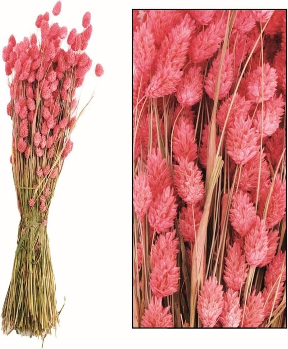 Image du produit Dijk Bunch phalaris (Fleurs séchées)