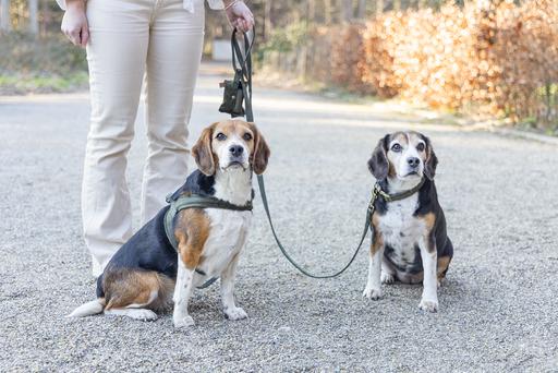 Actual product image Designed by Lotte Dog collar Velura (50, Dog, Jogging, Walks)