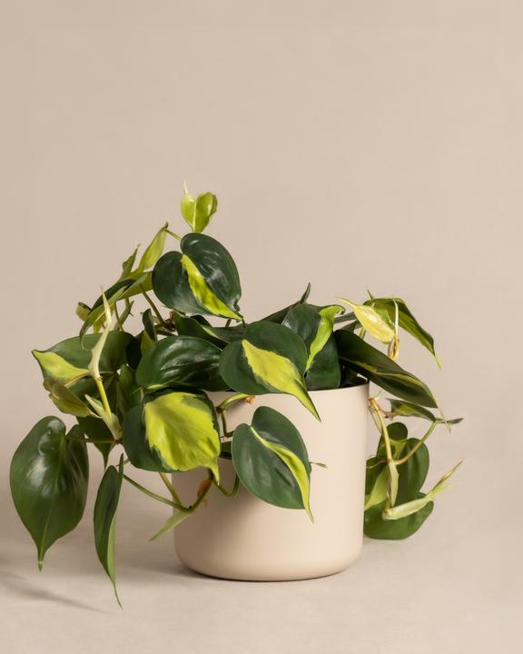 Actual product image feey Lumi (18 cm)