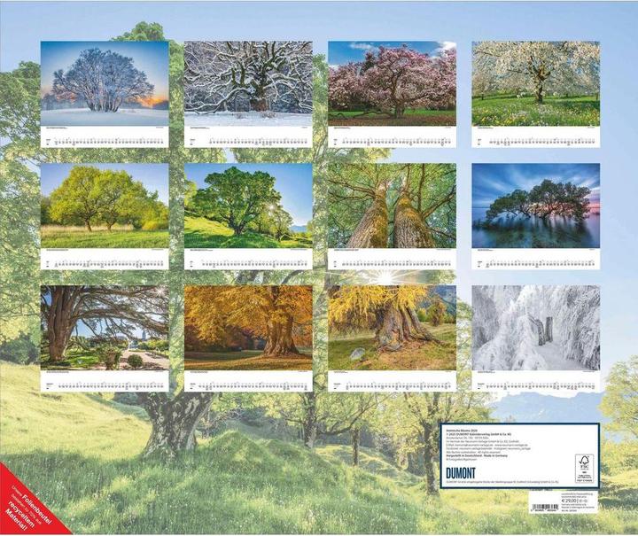 Produktbild Heimische Bäume 2026 – Wandkalender 60x50 cm – Spiralbindung (58.4 x 48.5 cm)