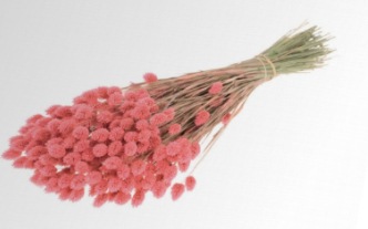 Image du produit Anjel Phalaris Bund