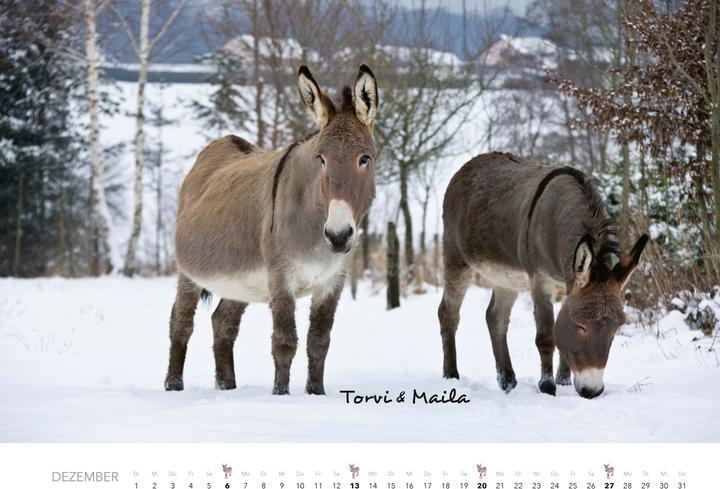 Produktbild Esel Kalender 2026 (47,5 x 33 cm)