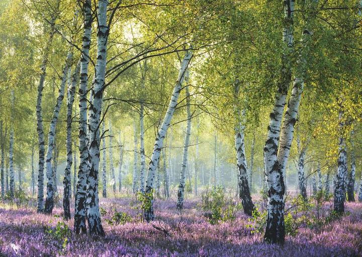 Actual product image Ravensburger Birch forest (1000 pieces)
