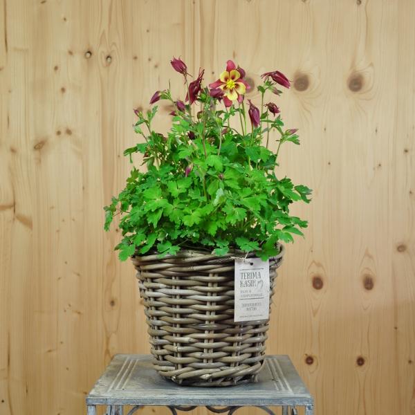 Säntispracht Aquilegia comune in un cesto, la gioia annuale della primavera - Aquilegia vulgaris Salmon Rose