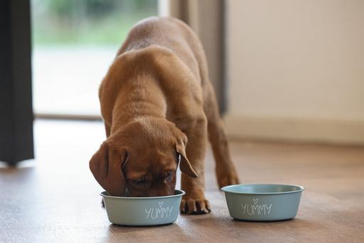 Actual product image Beeztees Puppy bowl Snoes (0.47 l)