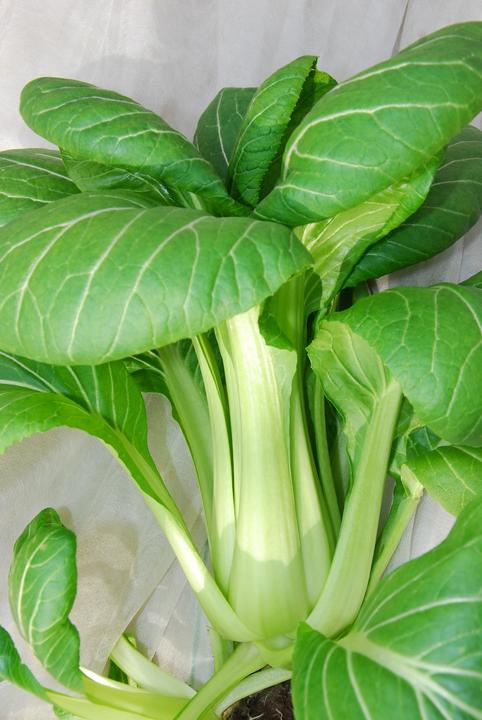 Actual product image Zollinger Bio Asian leafy vegetables, pak choi (Plant seeds)