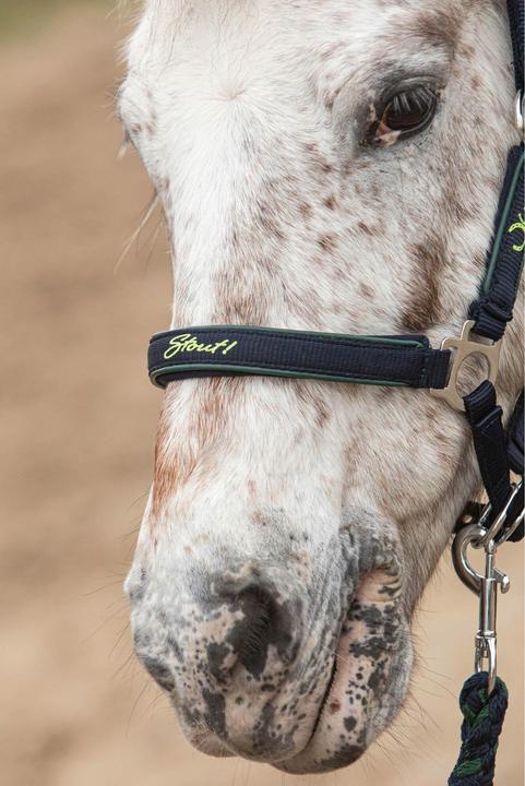 Immagine prodotto Harry's Horse Stout!