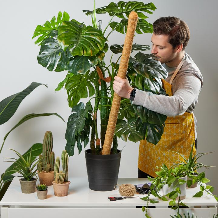 Immagine prodotto Relaxdays 5x bastoncini di cocco (3 cm, 3 cm)