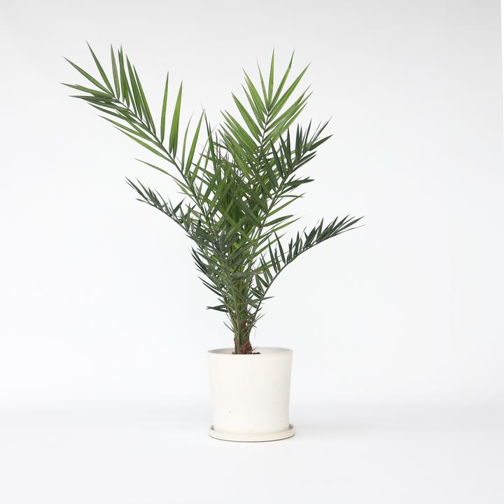 Produktbild Plant in a Box Phoenix canariensis - Kanarische Dattelpalme (80 cm)