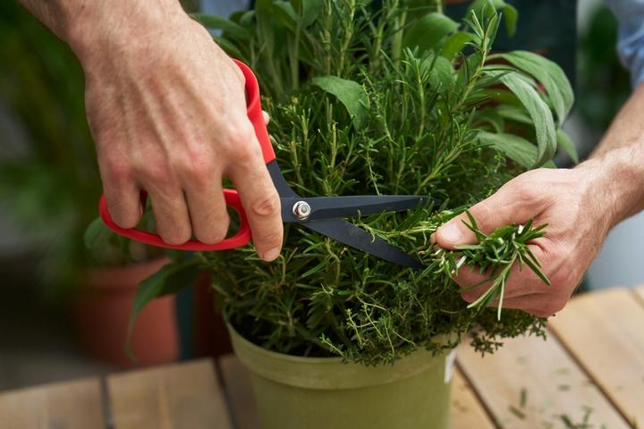 Actual product image Felco 455: Versatile professional scissors