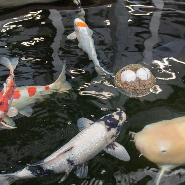 Produktbild SuperFish Koi Toy, Produktart: Futterautomat