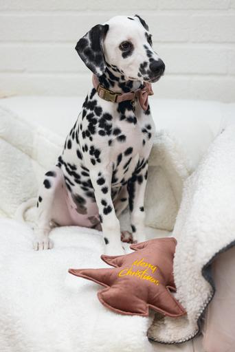 Produktbild Designed by Lotte Weihnachtshundespielzeug Weihnachtsbaum aus Samt (Kauspielzeug Hund)