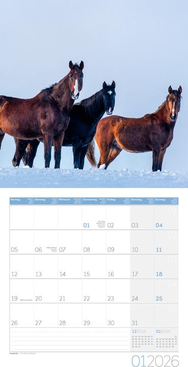 Image du produit Pferde Kalender 2026 - 30x30