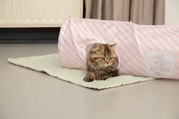 Image du produit Beeztees Chaton (Chat)