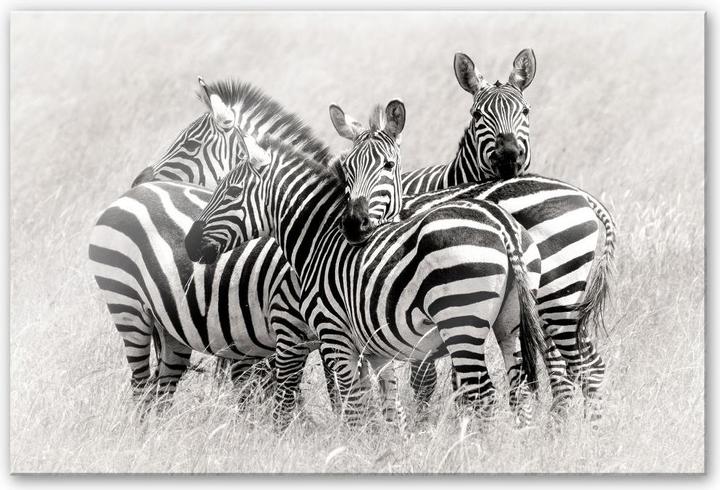 Image du produit Trenddeko Trubitsyn - Zèbres dans la savane (60 x 40 cm)