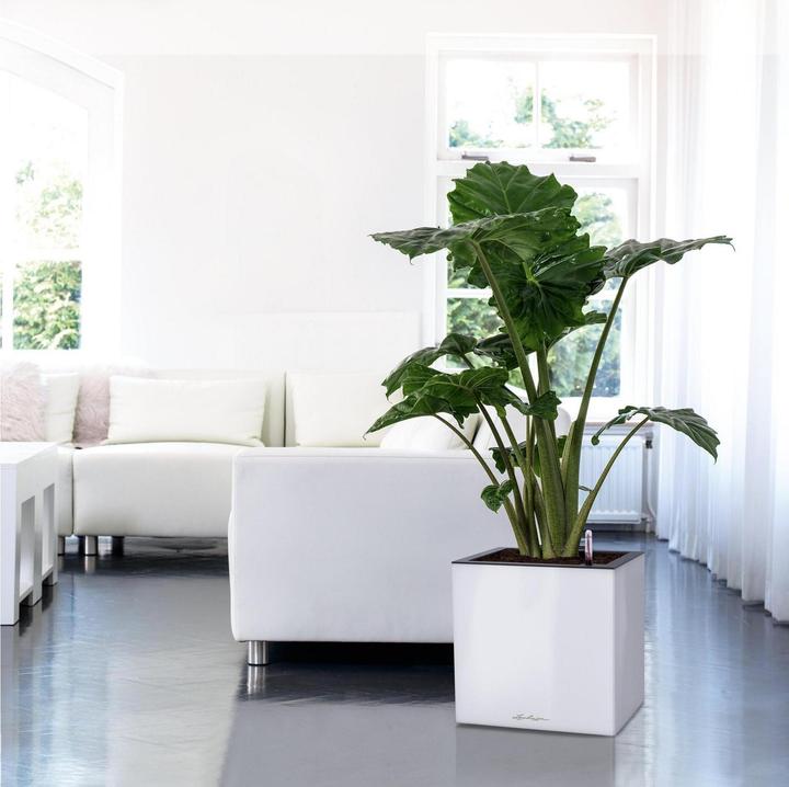 Actual product image Lechuza CANTO Premium 40 low anthracite metallic (40 x 40 x 40 cm)