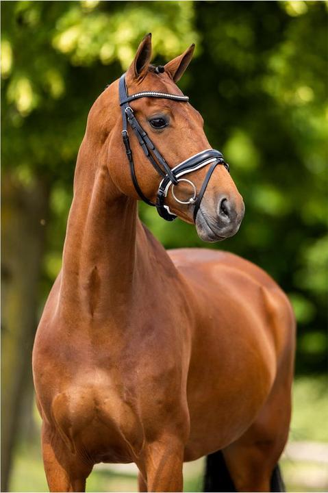 Image du produit BR Equestrian Equipment Oldham