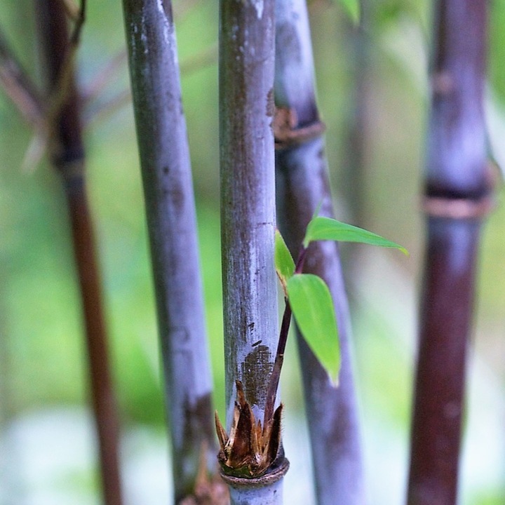 Actual product image Plant in a Box Fargesia nitida 'Gansu' (70 cm)