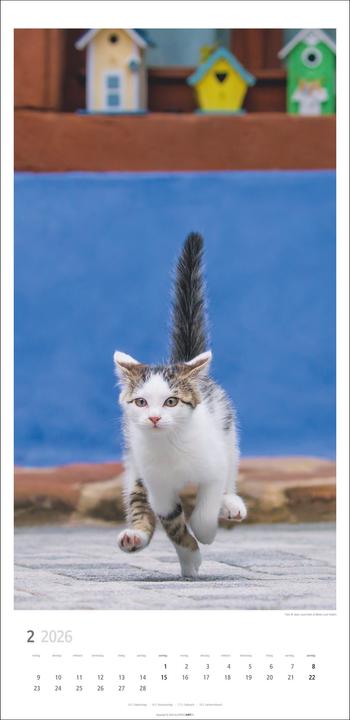 Produktbild Katzen Kalender 2026 (33 x 68 cm)