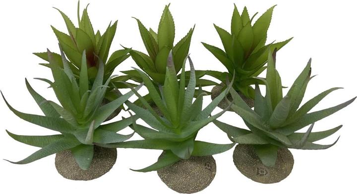 Produktbild EBI Terra Della Aloe