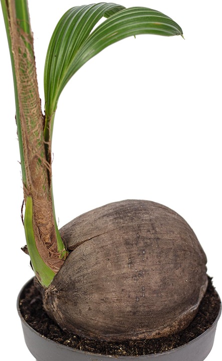 Actual product image Flowerbox Coconut palm - Cocos nucifera (100 cm)