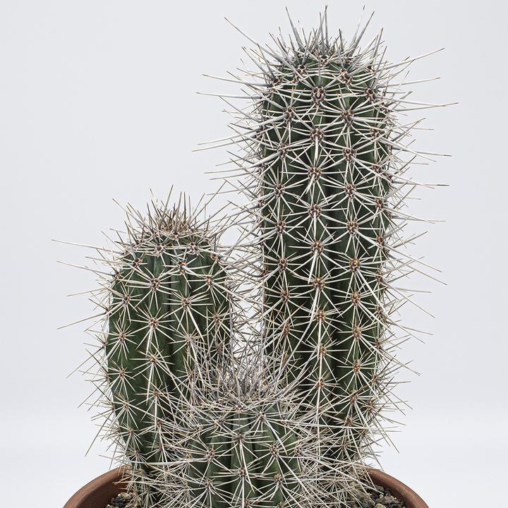 Produktbild Kakteen Gautschi Pachycereus pringlei Gruppe (30 cm)