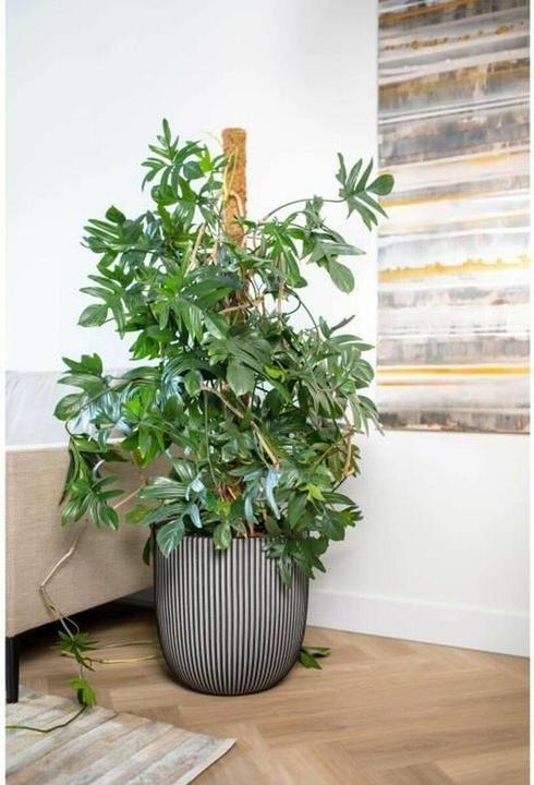 Produktbild Capi Morgan (43 x 41 cm)